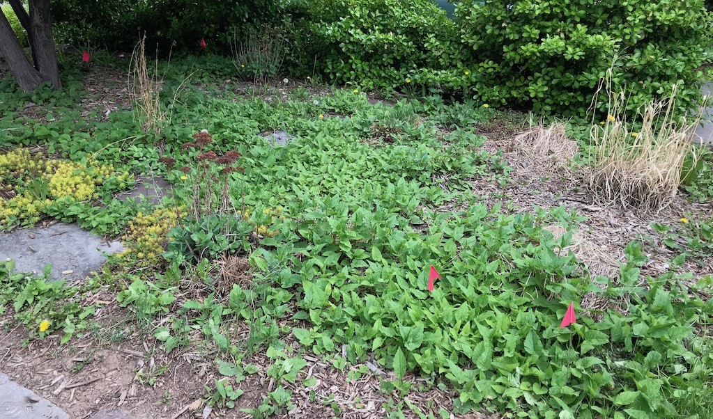 a photo of one of my neglected flower beds